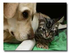 Go Vet Schools Go Vet Schools