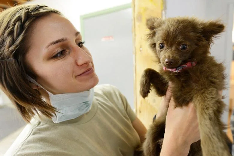 Veterinary professional examining a small dog.